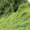 Dywanowe zbiorowisko powojnika pnącego